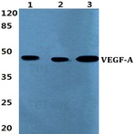 VEGF-A (L98) pAb 