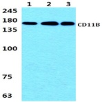 CD11B (L1) pAb
