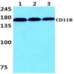 CD11B (E1) pAb 
