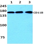 CD11B (I1) pAb
