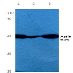 Actin (E361) pAb