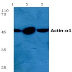 Actin-(alpha)1 (D3) pAb