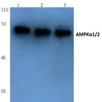 AMPK(alpha)1/2 (D168) pAb