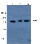 APP/(beta)-Amyloid (E737) pAb