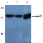 Annexin VI (A5) pAb