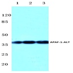 Apaf-1-ALT (H324) pAb