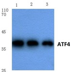 ATF4 (R239) pAb
