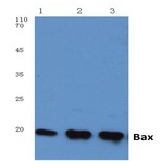 Bax (S4) pAb