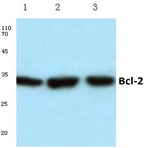 Bcl-2 (D64) pAb