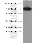CEBPG Antibody - CCAAT/enhancer binding protein (C/EBP), gamma
