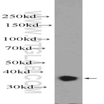 YOD1 Antibody - YOD1 OTU deubiquinating enzyme 1 homolog (S. cerevisiae)