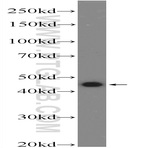SNX32 Antibody - sorting nexin 32