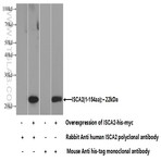 ISCA2 Antibody - iron-sulfur cluster assembly 2 homolog (S. cerevisiae)