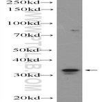 HOXC8 Antibody - homeobox C8