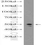 PELI2 Antibody - pellino homolog 2 (Drosophila)