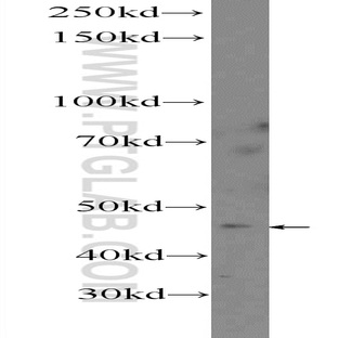 ASTL Antibody - astacin-like metallo-endopeptidase (M12 family)