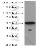 ZNF689 Antibody - zinc finger protein 689