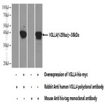 VGLL4 Antibody - vestigial like 4 (Drosophila)