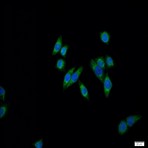 CENPF Antibody - centromere protein F, 350/400ka (mitosin)