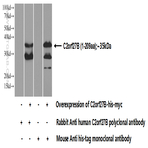 C2orf27B Antibody - chromosome 2 open reading frame 27B