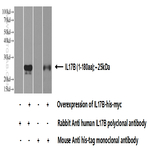 IL17B Antibody - interleukin 17B