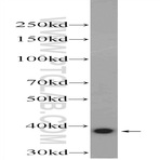 FAM98C Antibody - family with sequence similarity 98, member C