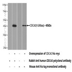 CDCA3 Antibody - cell division cycle associated 3