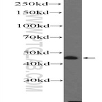 LRRC52 Antibody - leucine rich repeat containing 52