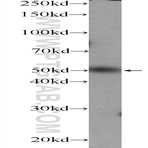 ZBTB25 Antibody - zinc finger and BTB domain containing 25
