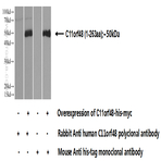 C11orf48 Antibody - chromosome 11 open reading frame 48