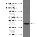 DDRGK1 Antibody - DDRGK domain containing 1