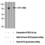 CEP110 Antibody - centrosomal protein 110kDa