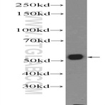 HERC5 Antibody - hect domain and RLD 5
