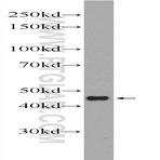 IL-10 Antibody - interleukin 10