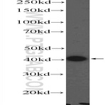 MARVELD3 Antibody - MARVEL domain containing 3