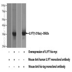 IL37 Antibody - interleukin 1 family, member 7 (zeta)