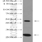 MID1IP1 Antibody - MID1 interacting protein 1 (gastrulation specific G12 homolog (zebrafish))