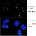 CBX4 Antibody - chromobox homolog 4 (Pc class homolog, Drosophila)