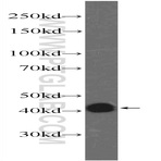 FAM71F2 Antibody - family with sequence similarity 71, member F2