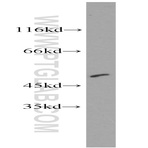 CTBP2 Antibody - C-terminal binding protein 2