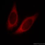 HBS1L Antibody - HBS1-like (S. cerevisiae)