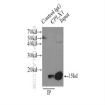 CPLX1 Antibody - complexin 1