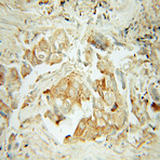 OS9 Antibody - osteosarcoma amplified 9, endoplasmic reticulum associated protein