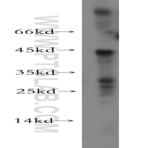 SIRT3 Antibody - sirtuin (silent mating type information regulation 2 homolog) 3 (S. cerevisiae)