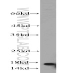 UBC13 Antibody - ubiquitin-conjugating enzyme E2N (UBC13 homolog, yeast)
