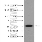 Cdc20 Antibody - cell division cycle 20 homolog (S. cerevisiae)
