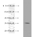 PIR Antibody - pirin (iron-binding nuclear protein)