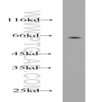 PCTAIRE1 Antibody - PCTAIRE protein kinase 1