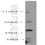 NFYC Antibody - nuclear transcription factor Y, gamma