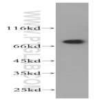ECD Antibody - ecdysoneless homolog (Drosophila)